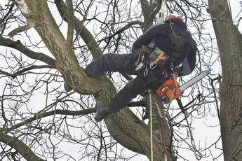 Tree thinnking Crawley