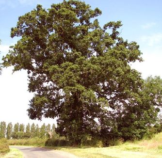 Tree care Crawley