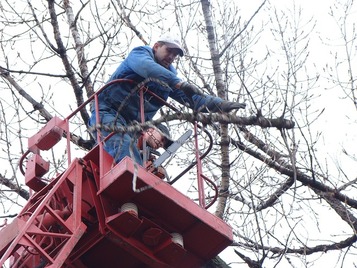 Tree Removal Haywards Heath