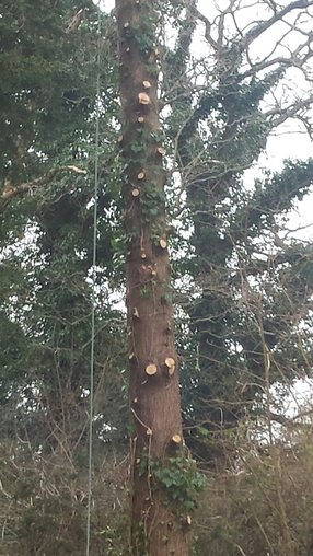 Leyland Cypress tree being felled