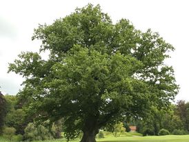 Tree thinning Horsham