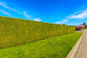 Hedge trimming West Chiltington