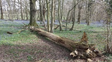 Woodland management and coppicing, West Sussex